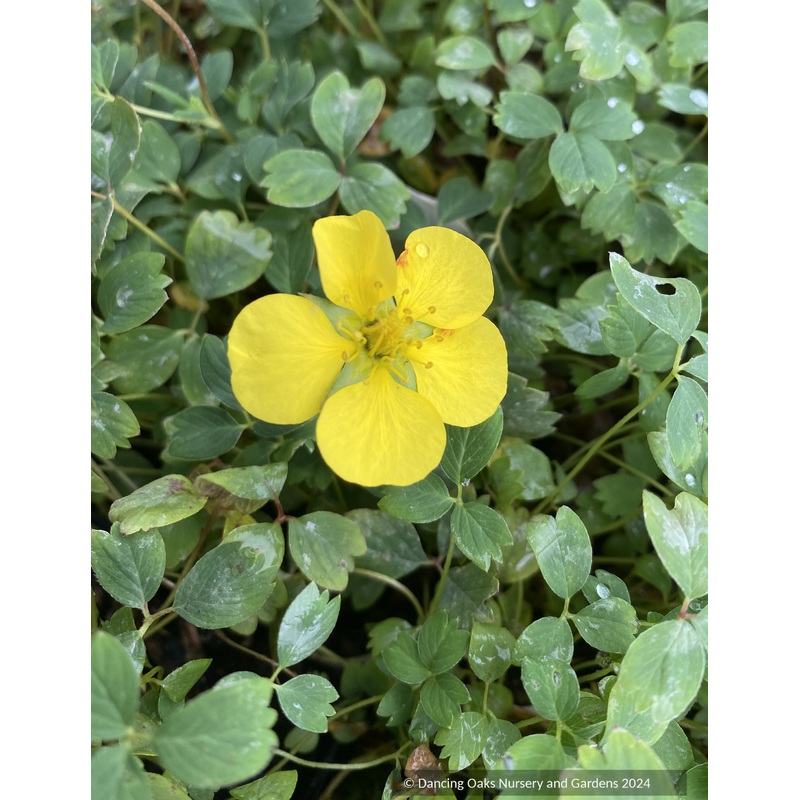 Potentilla eriocarpa, Woolly-Fruit Cinquefoil