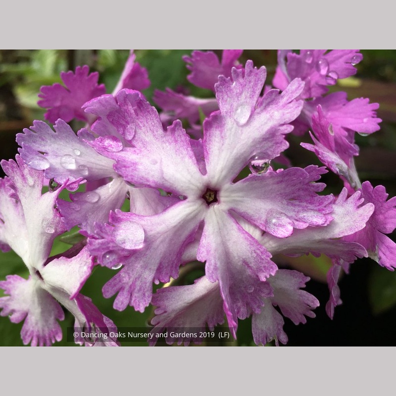 Primula sieboldii ‘Hoshi’, Japanese Primrose