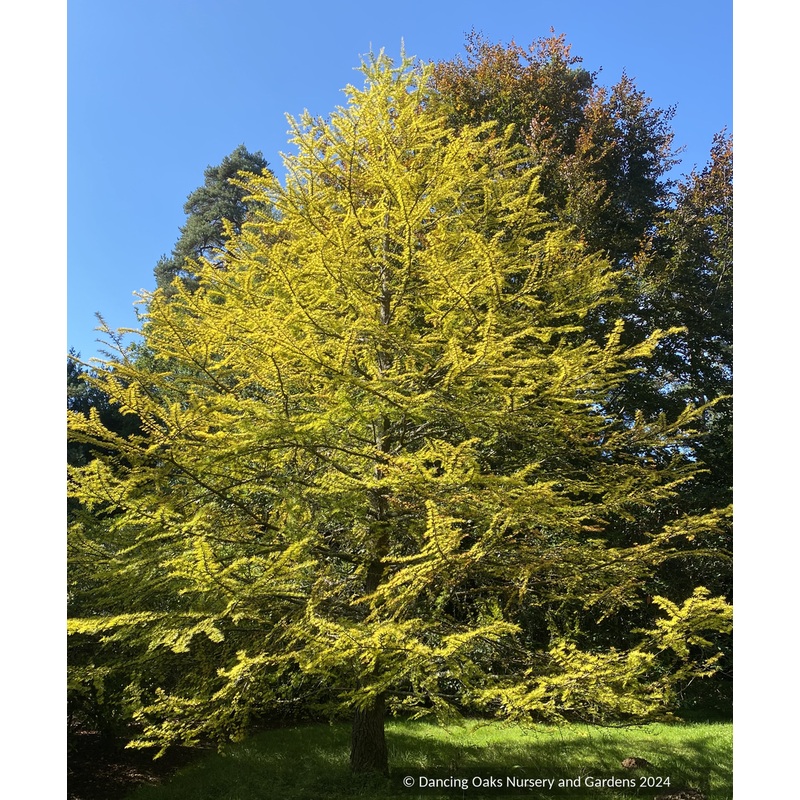 Pseudolarix amabilis, Golden Larch