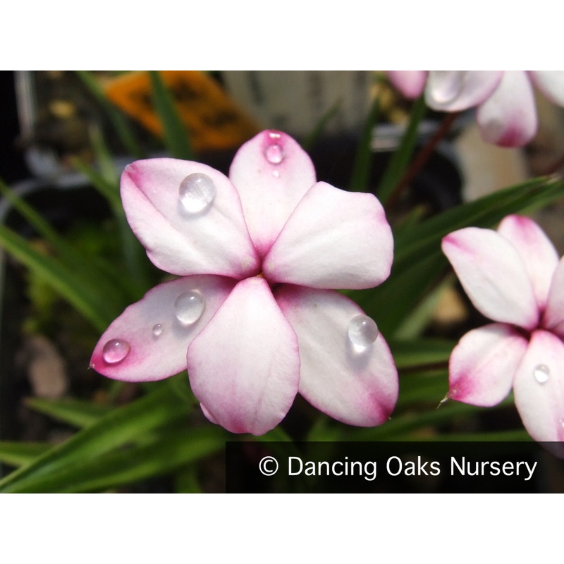 Rhodohypoxis baurii ‘Pintado’, Rosy Posy