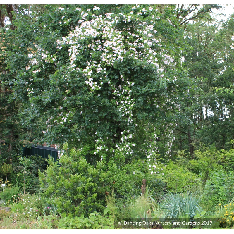 Rosa ‘Janet B. Wood’, Climbing Rose or Rambling Rose