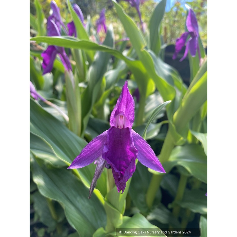 Roscoea auriculata [Early Bloomer]