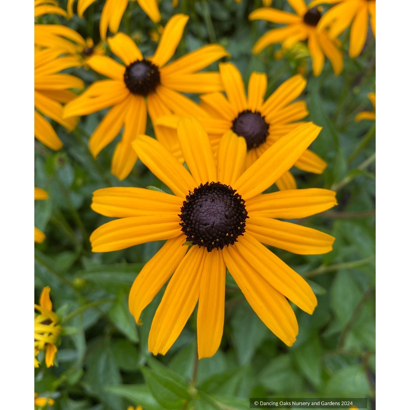 Rudbeckia fulgida ‘Goldsturm’, Black Eyed Susan or Orange Coneflower
