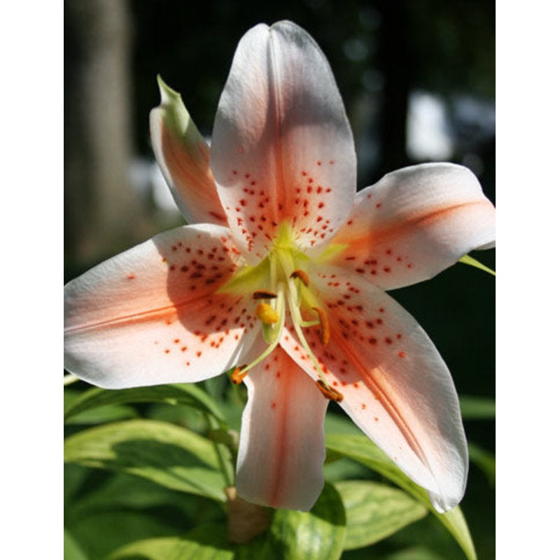Salmon Party Oriental Lily Bulbs