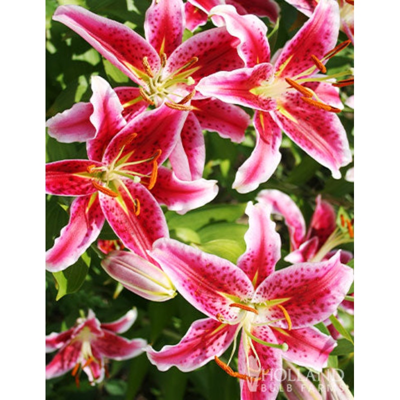 Stargazer Oriental Lily Bulbs|5-pack