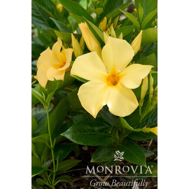 Sun Parasol Sunbeam Mandevilla