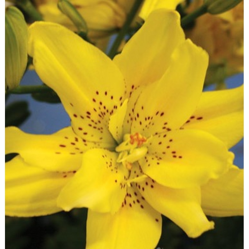 Sundew Double Asiatic Lily Bulbs