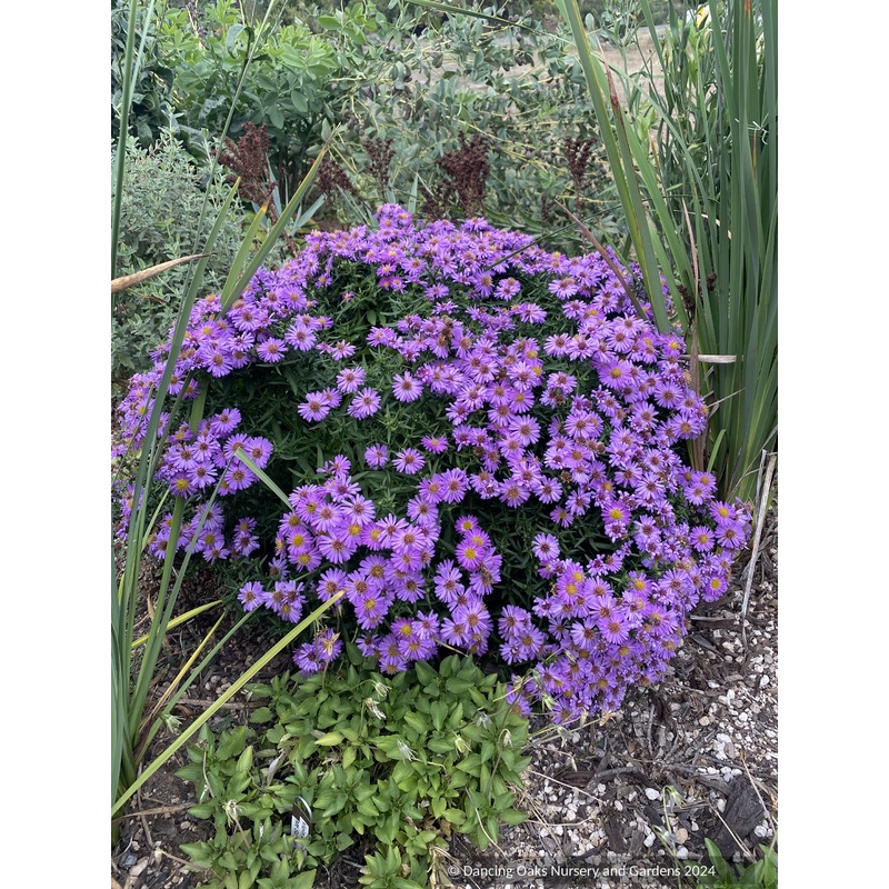 Symphyotrichum novi-belgii ‘Alice Haslam’ (syn. Aster), Aster