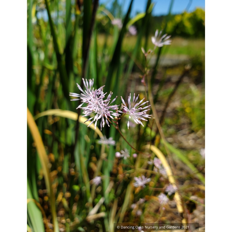 Thalictrum ichangense, Dwarf Meadow Rue