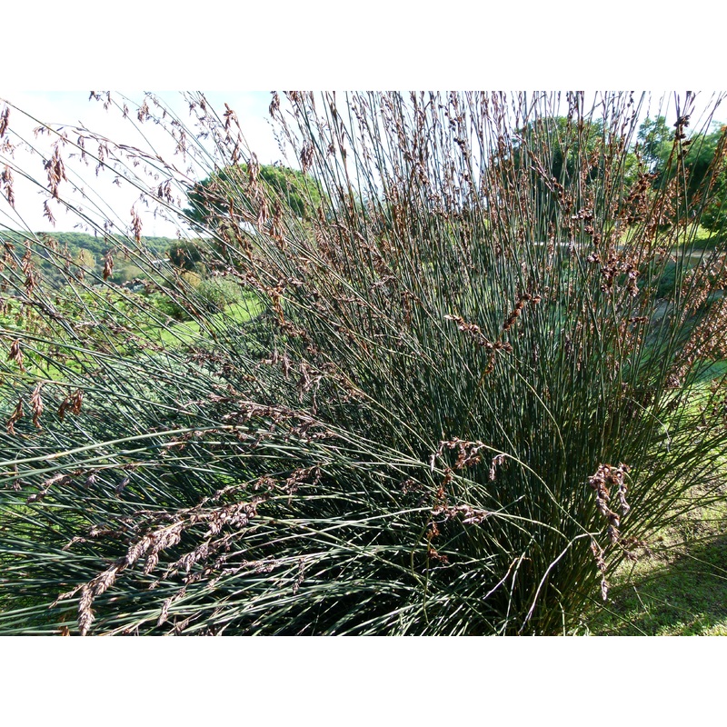 Thamnochortus spicigerus, Large Thatching Reed