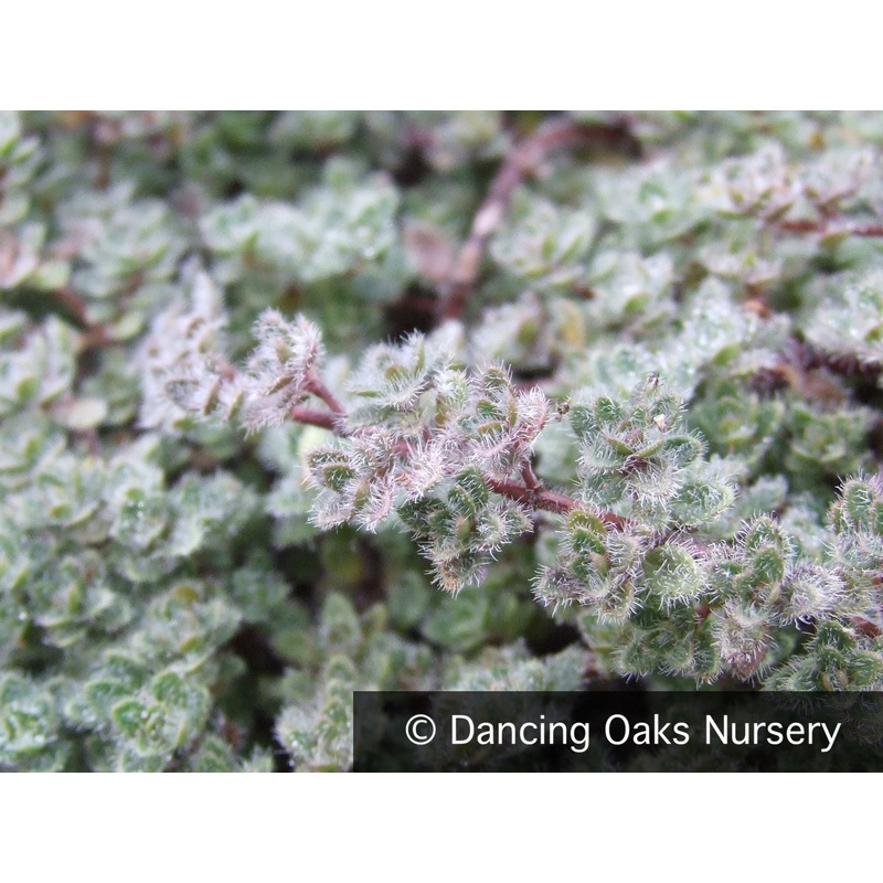 Thymus pseudolanuginosus, Wooly Thyme