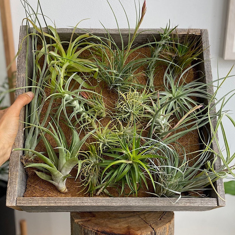 Tillandsia Medium Assorted Air Plant