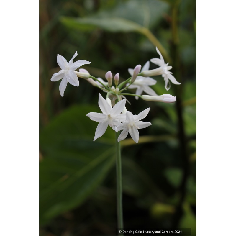 Tulbaghia violacea ‘Snow Flurry’, Society Garlic