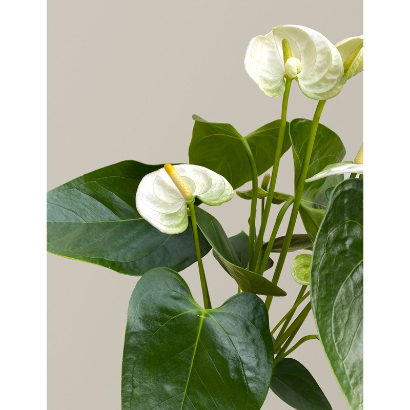 White Anthurium