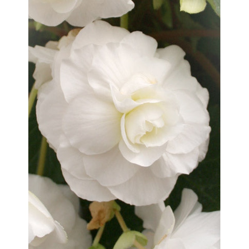White Double Begonia Bulbs|5-pack