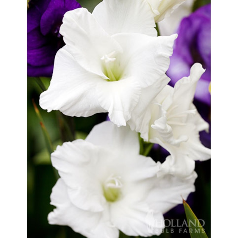 White Prosperity Gladiolus Bulbs