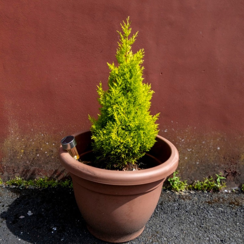 Wilma Goldcrest Lemon Cypress|3 Gallon