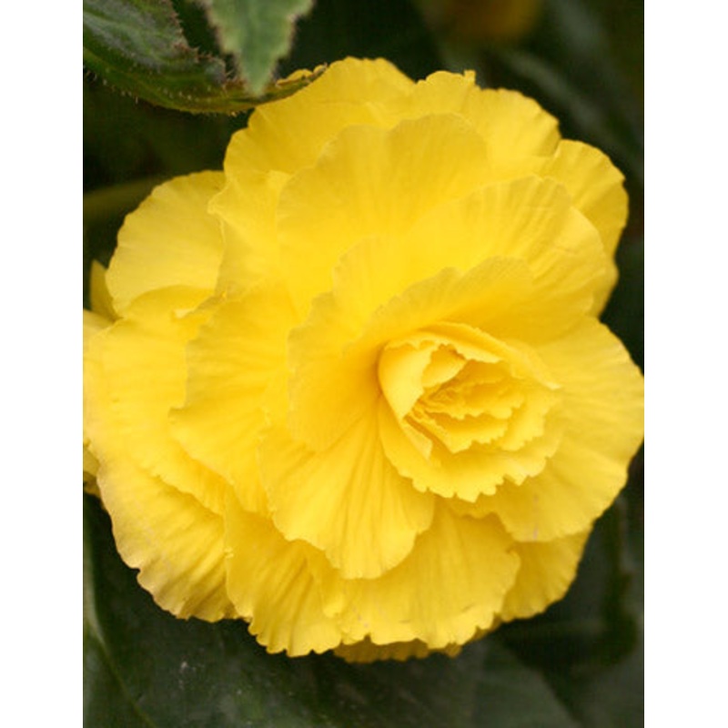 Yellow Double Begonia Bulbs|5-pack