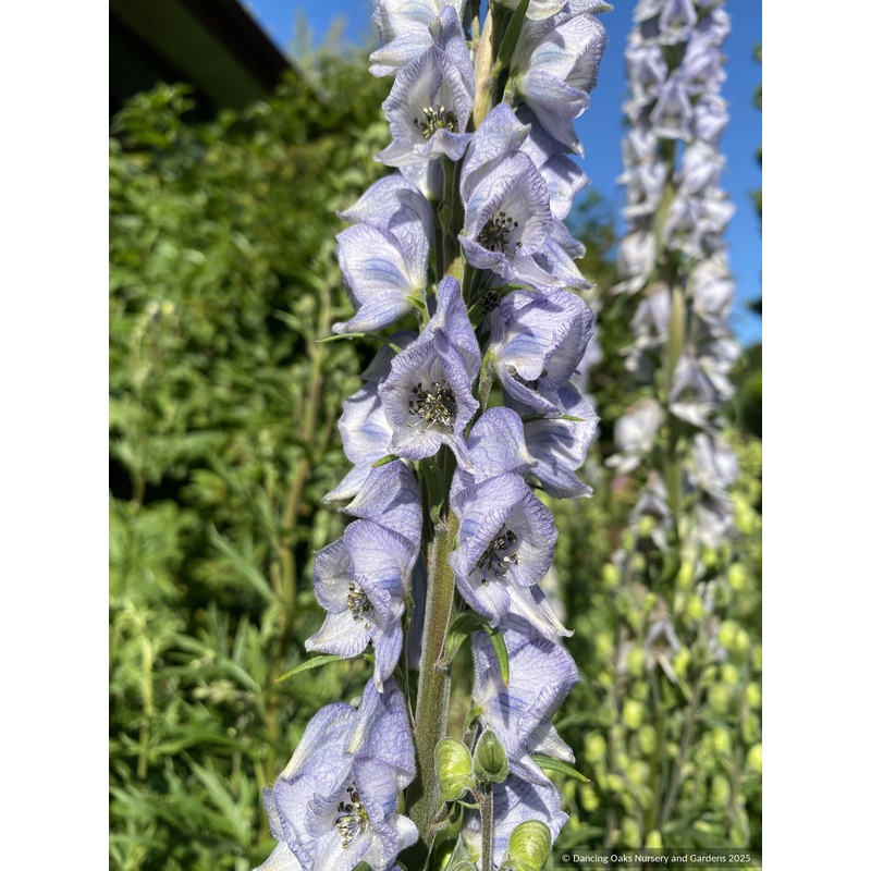 Aconitumxcammarum Stainless Steel, Monkshood