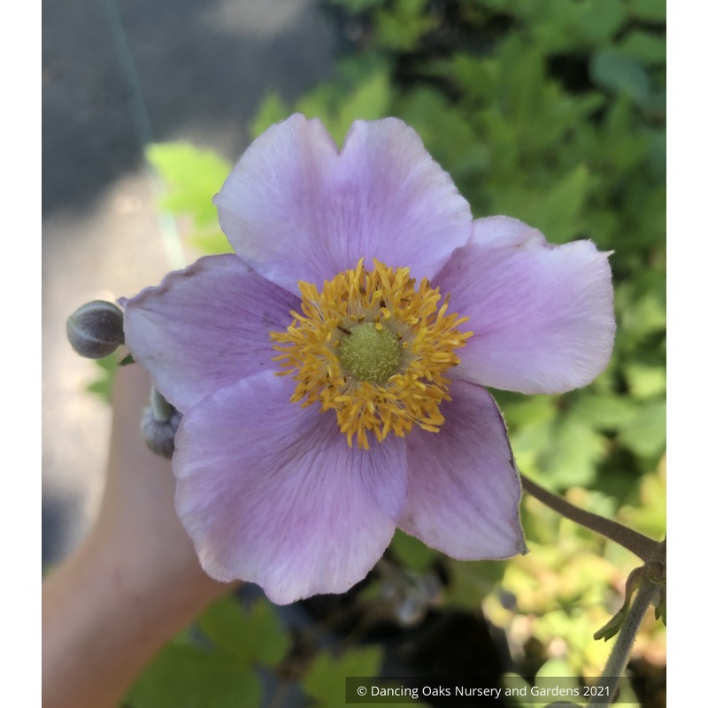 Anemone japonica hybrids, Japanese Anemone