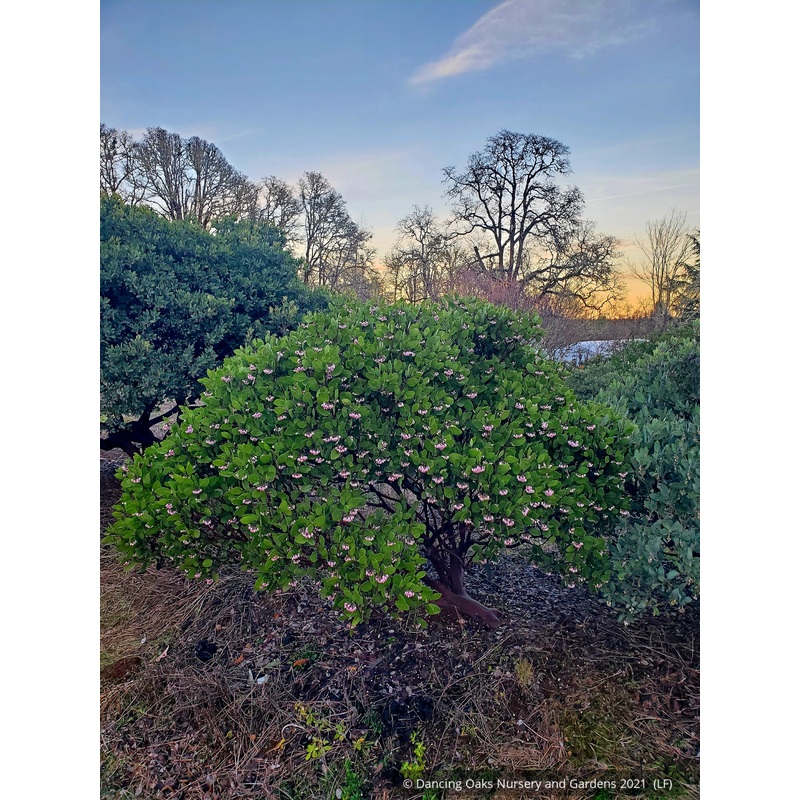 Arctostaphylos patula ‘Eliot Branch Trout’, Greenleaf Manzanita