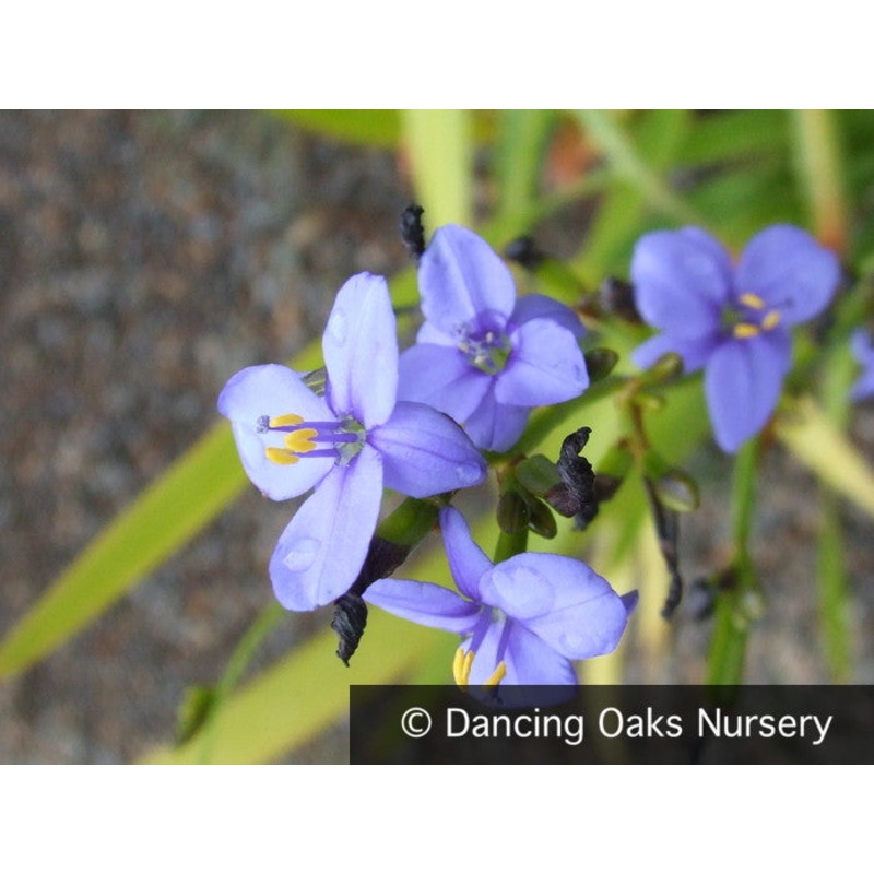 Aristea ecklonii, Blue Stars|.67 qt