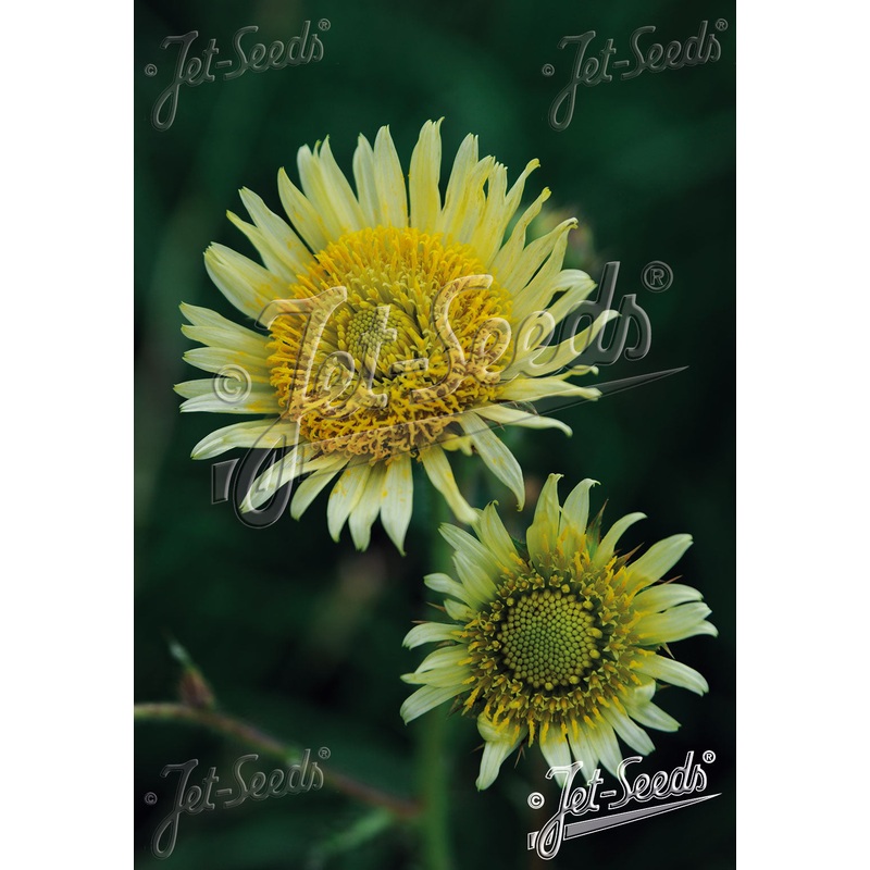 Berkheya radula, South African thistle
