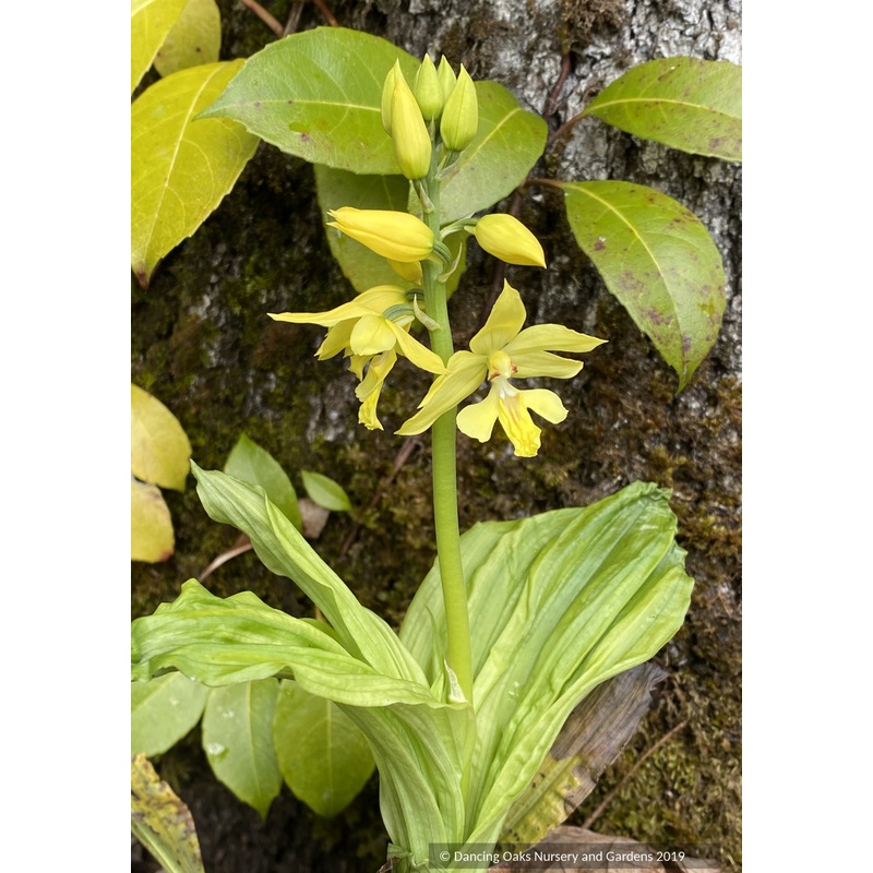 Calanthe siedoldii, Siebold’s Japanese Hardy Orchid