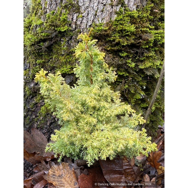 Chamaecyparis obtusa ‘Gold Fern’, Dwarf Golden Fernspray Hinoki Cypress
