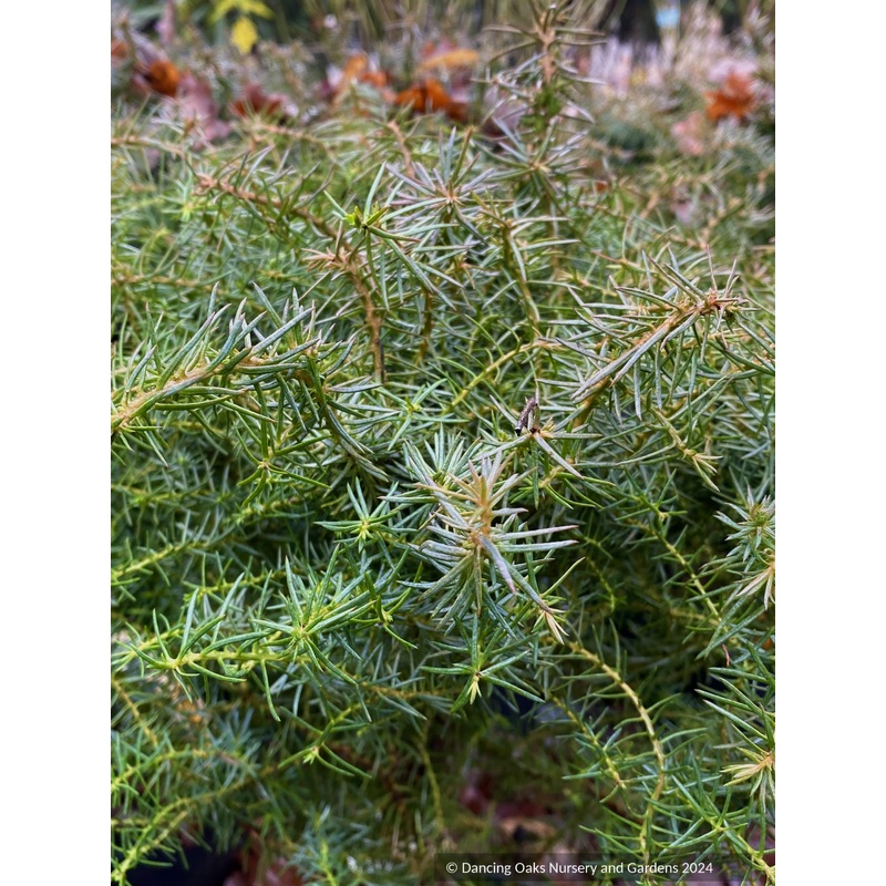 Cryptomeria japonica ‘Mushroom’, Dwarf Japanese Cedar