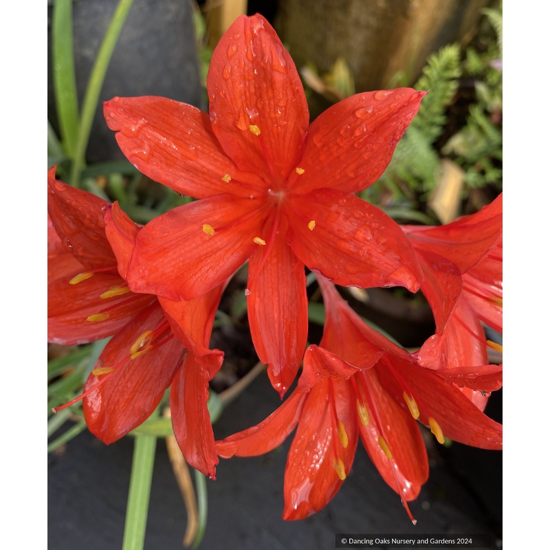 Cyrtanthus elatus, Scarborough Lily