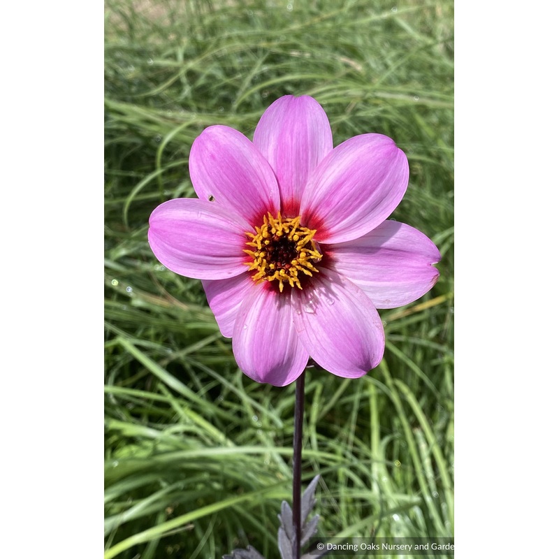 Dahlia ‘Mystic Dreamer’, Dahlia Hybrid USPP 19885