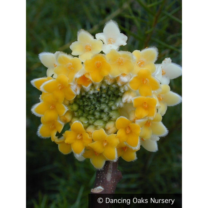 Edgeworthia chrysantha (syn. papyrifera), Paper Bush