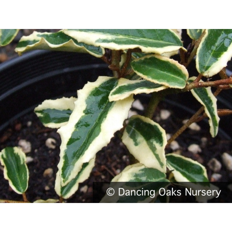 Elaeagnus ‘Hosoba Fukurin’, Eleagnus