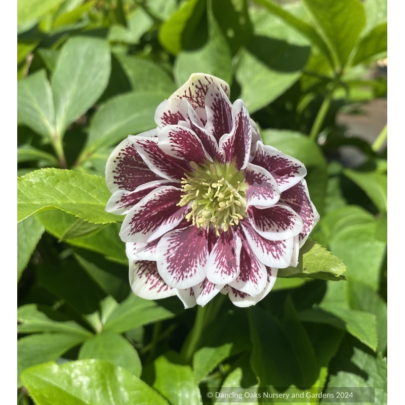 Helleborus ‘Confetti Cake’ Wedding Party Series, Lenten Rose or Hybrid Hellebore