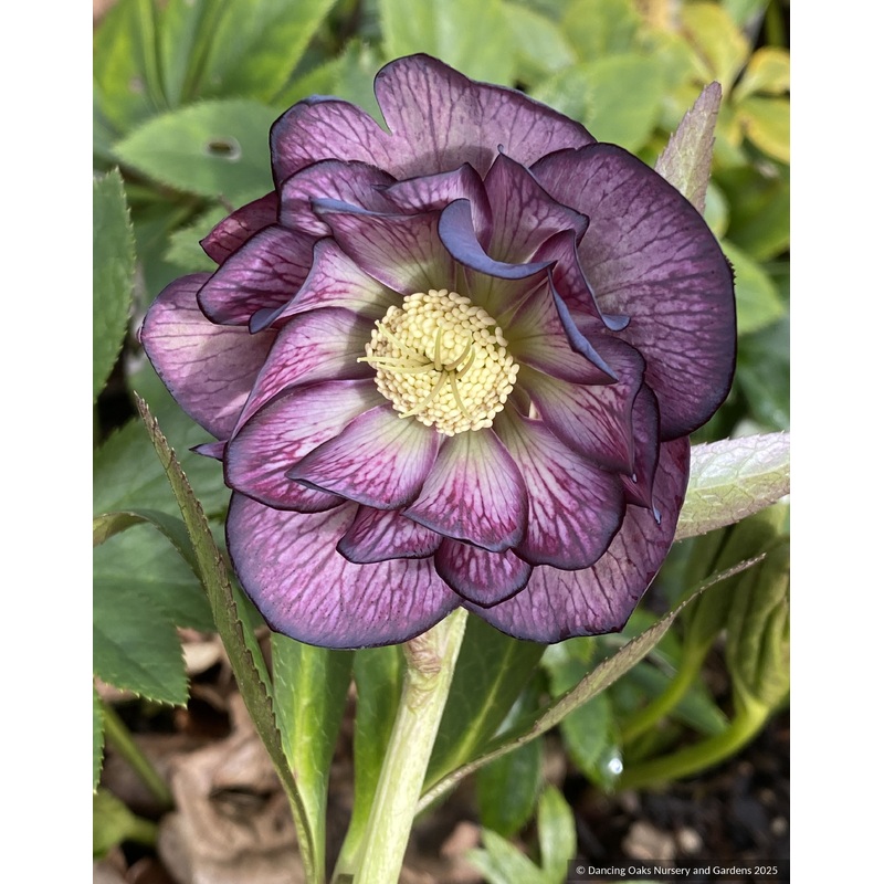 Helleborus Wedding Party Series ‘Black Tie Affair’, lenten rose or hybrid hellebore