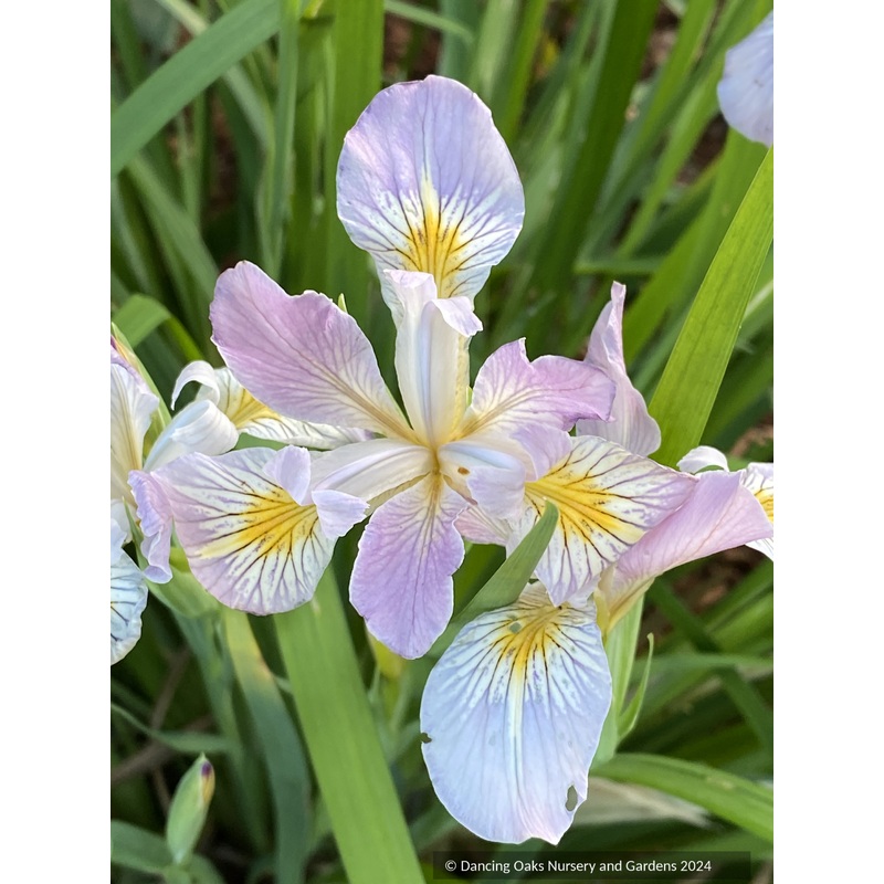 Iris tenax var. gormanii, Gorman’s iris