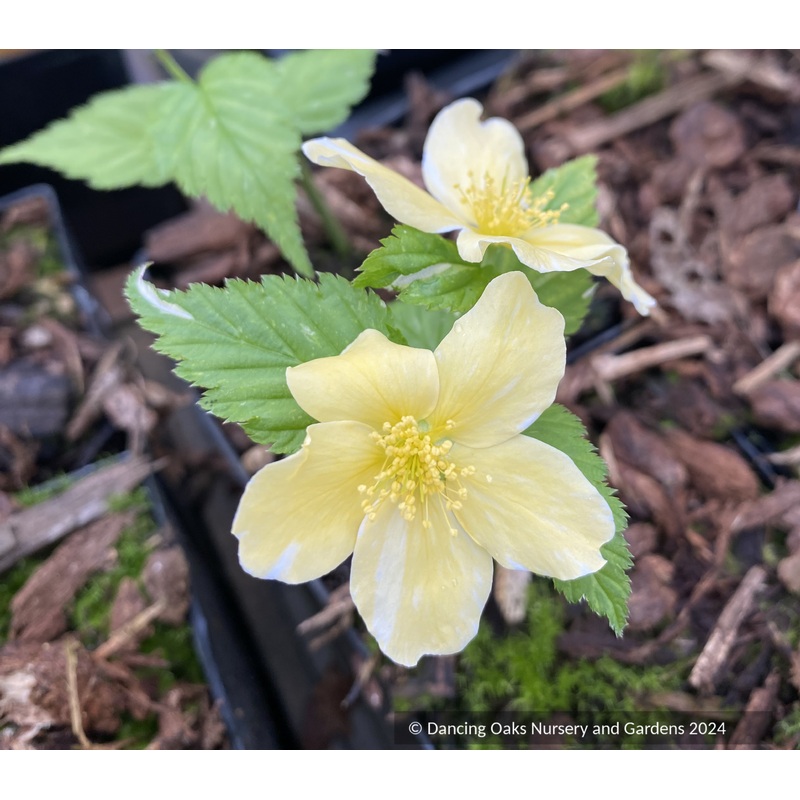 Kerria japonica ‘Fubuki Nishiki’, Variegated Japanese Kerria