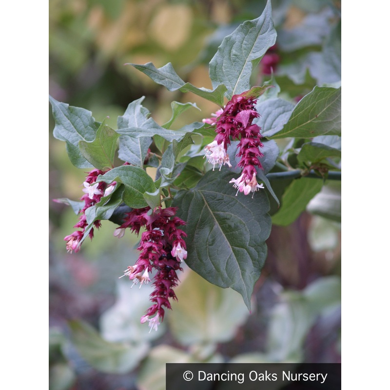 Leycesteria formosa, Pheasant Berry