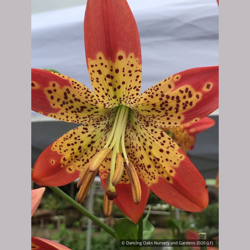 Lilium longiflorum x pardalinum ‘Fusion’, Fusion Tiger Lily