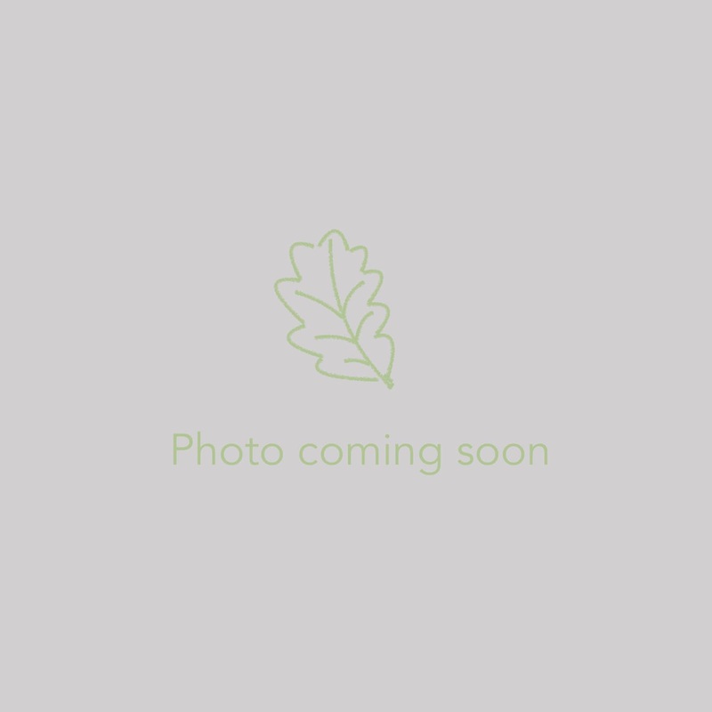 Lilium nepalense, Nepal Lily|.67 qt; ships between September 15 – April 15.