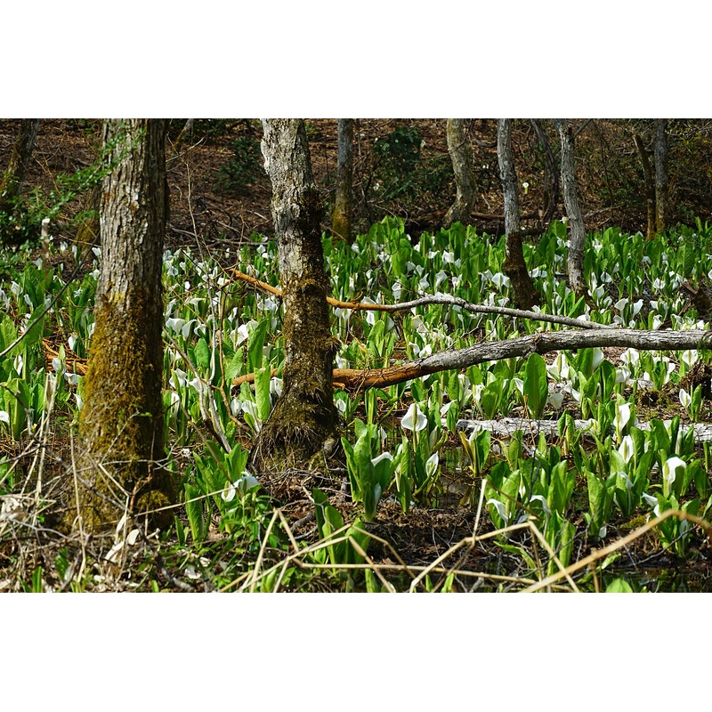 Lysichiton camtschatcensis, Asian Skunk Cabbage or Swamp Lantern
