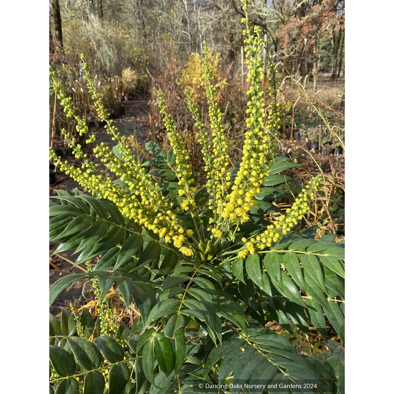 Mahonia x media ‘Marvel’ PP27425