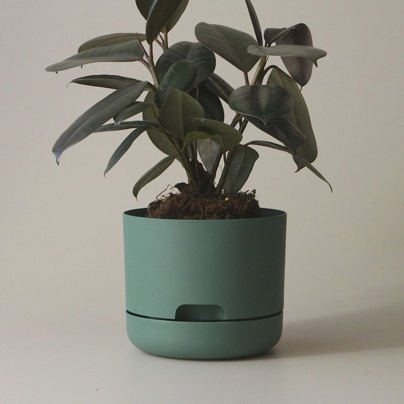 Mr Kitly Selfwatering Pot 17cm Dark Moss