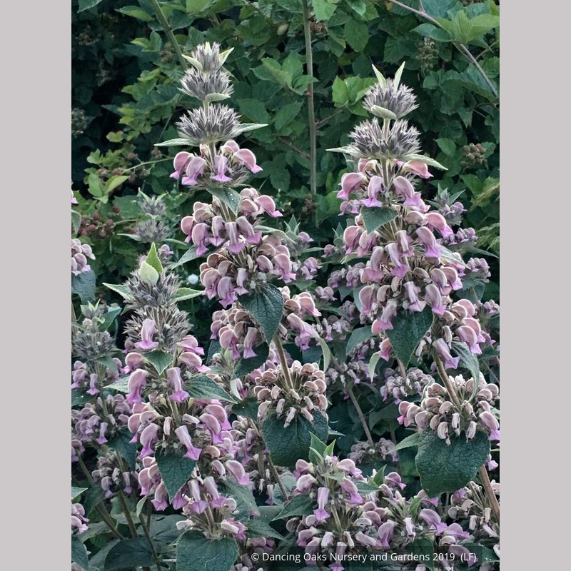 Phlomis samia, Purple Turkish Sage