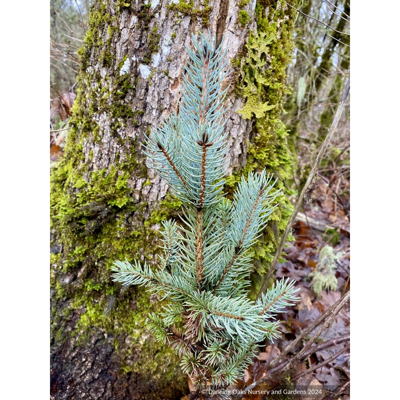 Picea pungens ‘Blue Totem’, Colorado Blue Spruce