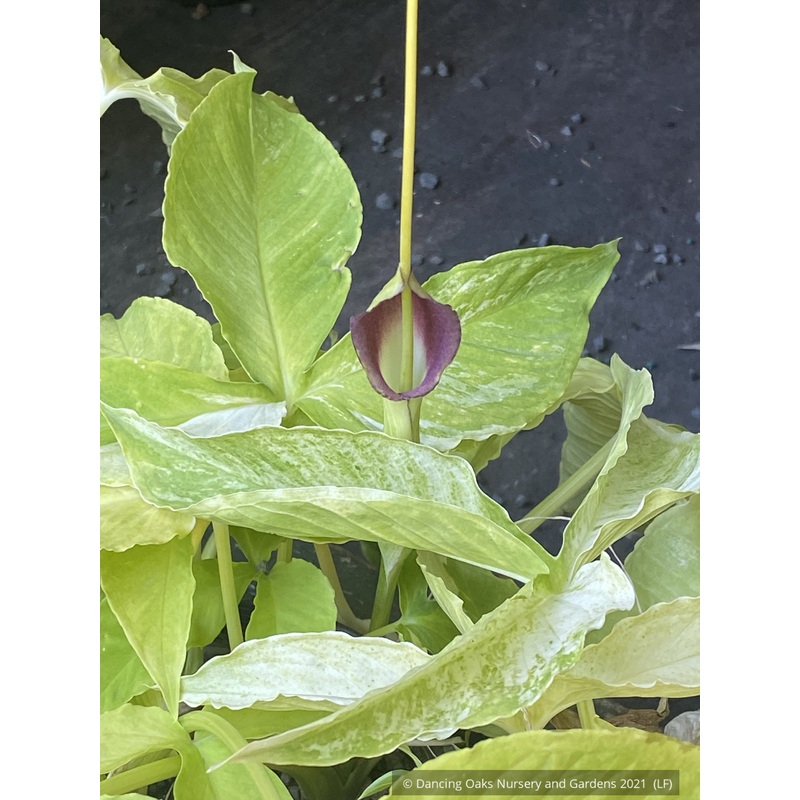 Pinellia tripartita ‘Free Tibet’, Green Dragon