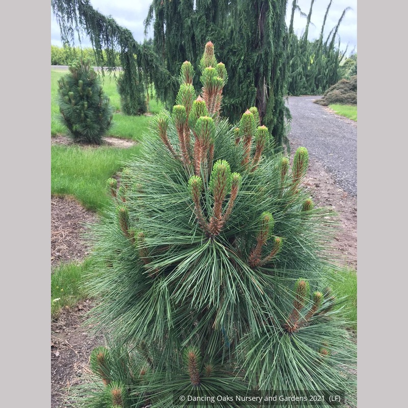 Pinus jeffreyi ‘Joppi’, Dwarf Jeffrey Pine
