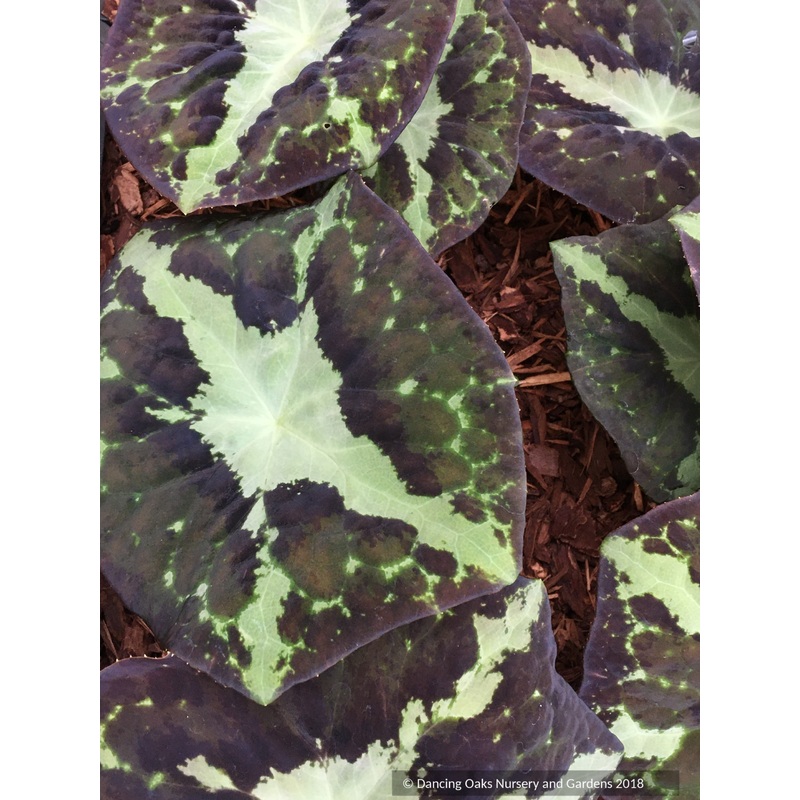 Podophyllum chengii ‘Hunan’, Chinese Mayapple