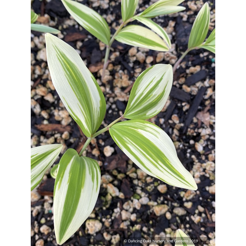 Polygonatum odoratum ‘Amadokoro’, Solomon’s Seal